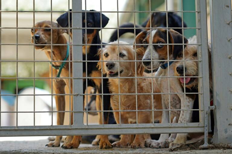 Cyprus,animals