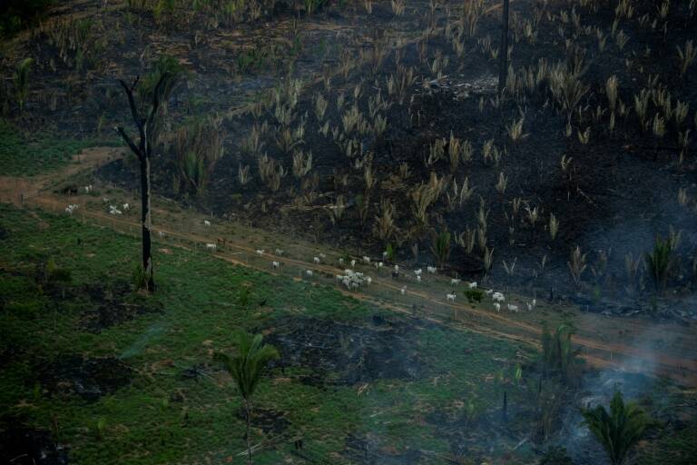 Climate - environment - agriculture - Brazil - forest