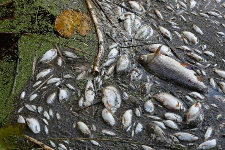 animales - medioambiente - ríos - Alemania - Polonia