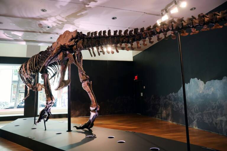HongKong,paleontología,remates,China,ciencias