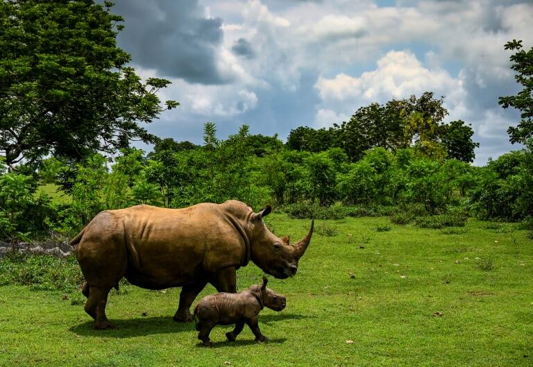 Cuba,animales