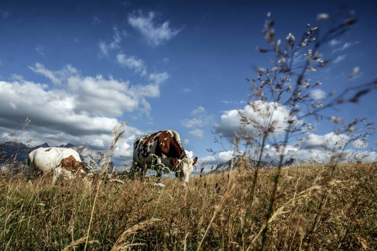 Francia - ganadería - alimentos - clima - medioambiente - agricultura