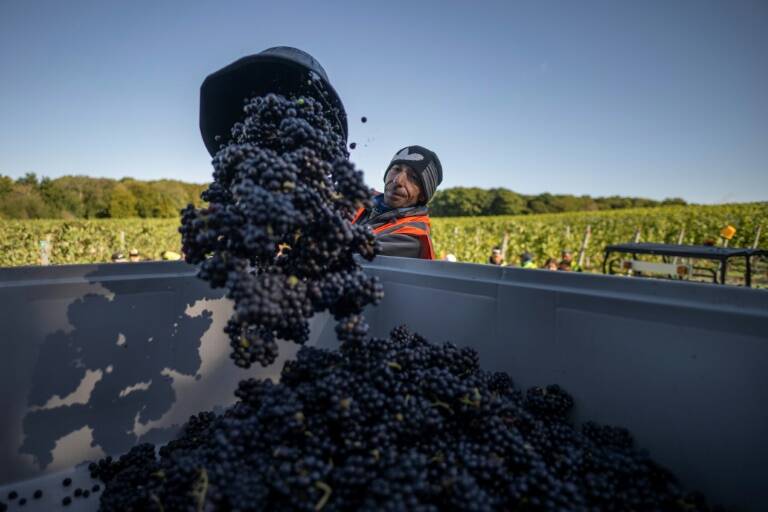 GB - vinicultura