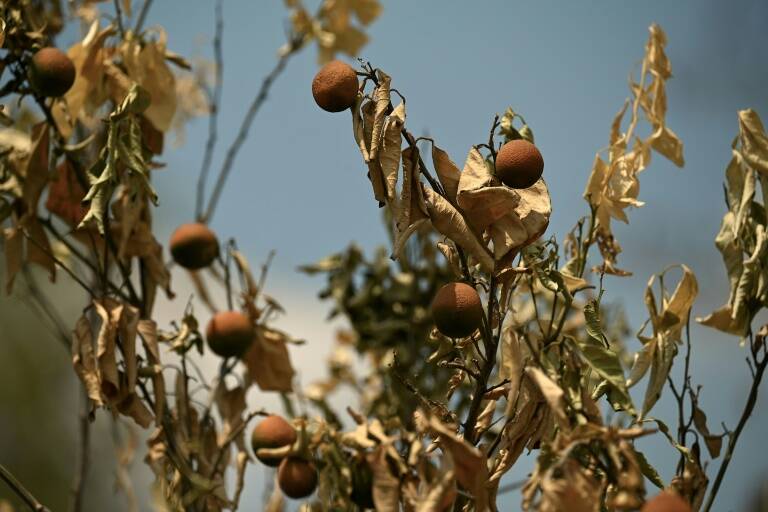 China - climate - weather - farming