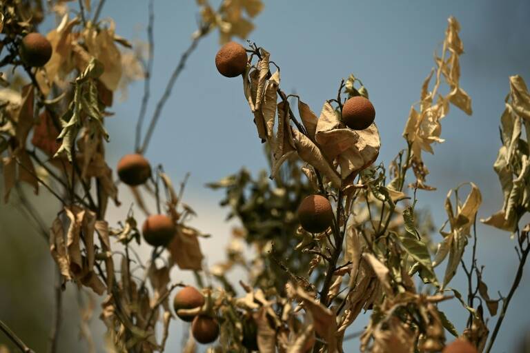 China,climate,weather,farming