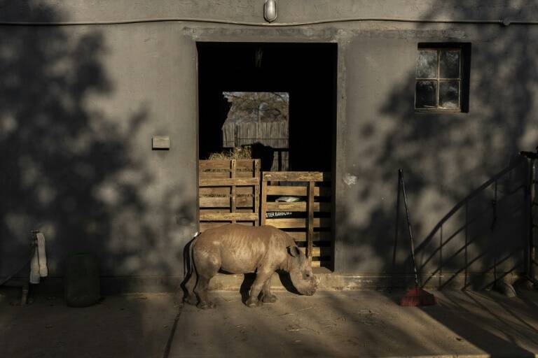 AfSud,nature,animaux