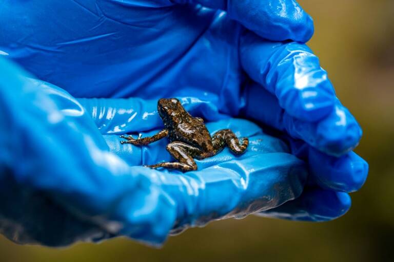 Ecuador - medioambiente - minería - animales - ciencias - contaminación