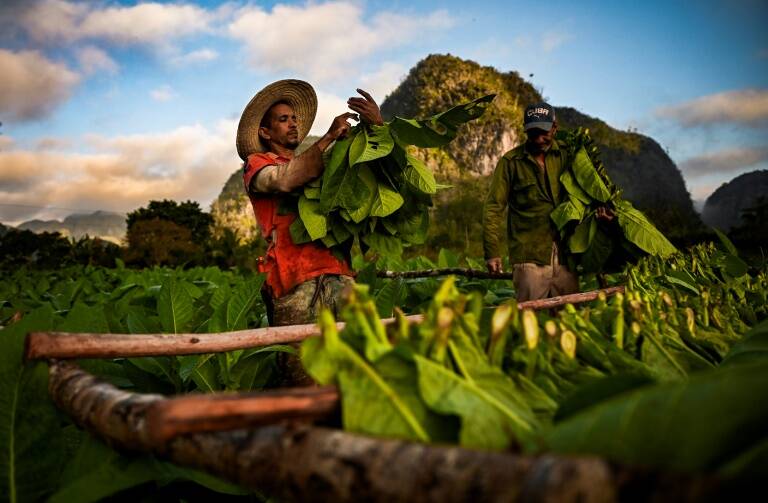 Cuba - agricultura - economía - sociedad - pandemia - salud