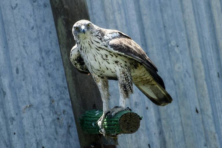 Francia,España,animales,medioambiente,ecología