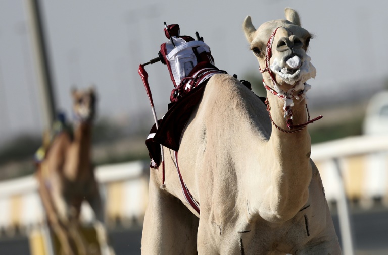 patrimoine - foot - mondial - 2022 - qatar - sport - chameaux - course