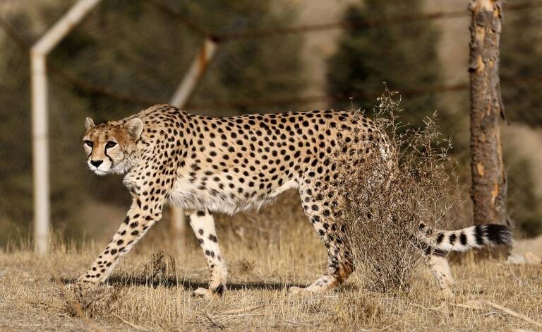 Irn - animales - ecologa - caza - preservacin