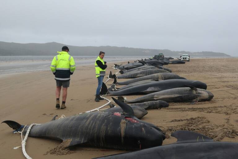 Australia - animal - environment