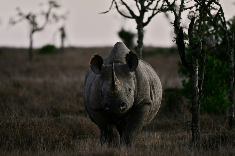 WorldBank - SAfrica - environment - conservation - bonds - rhino