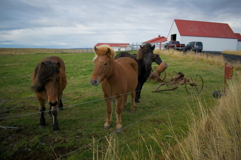 animales, Islande, farmacéutica, ganadería, chevaux