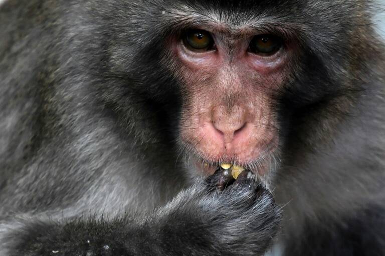 Japan,animal,monkey,attack