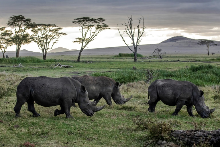 frica - Asia - animales - medioambiente - UICN - preservacin - criminalidad - rinocerontes