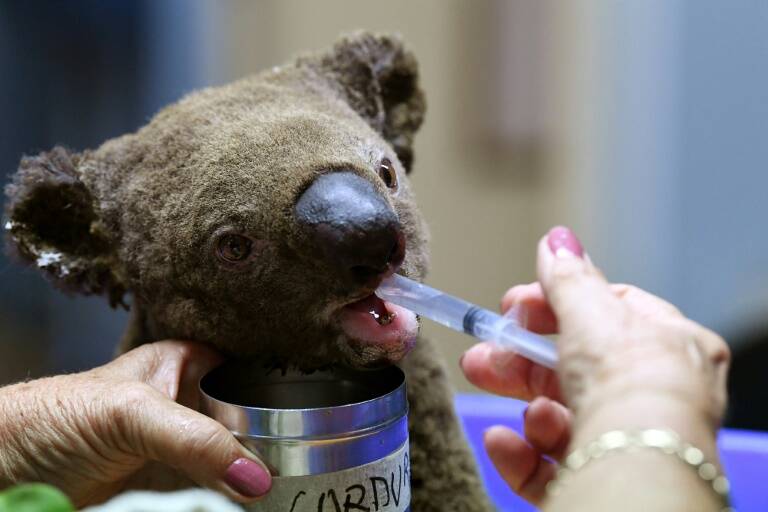 animales,medioambiente,Australia