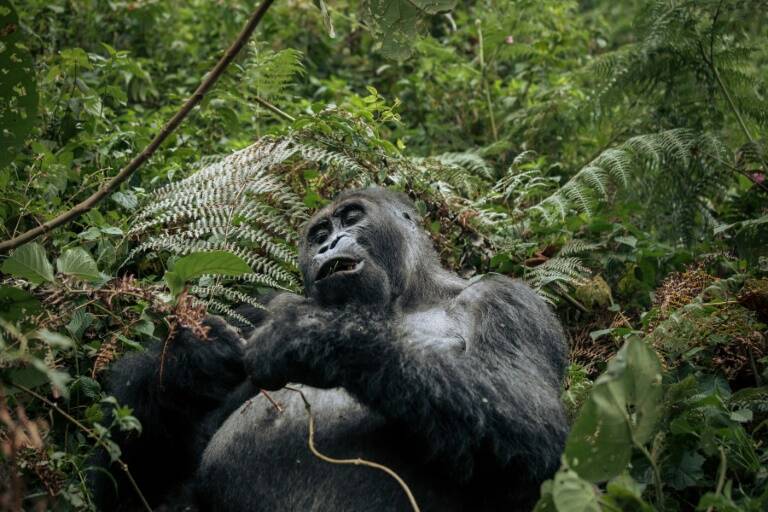 environnement - animaux - biodiversité - agriculture - climat
