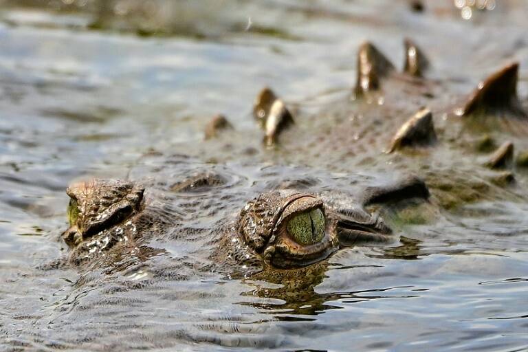 turismo,animales,CostaRica
