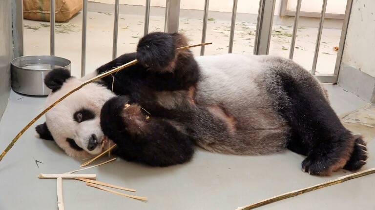 animales,diplomacia,Taiwán,China