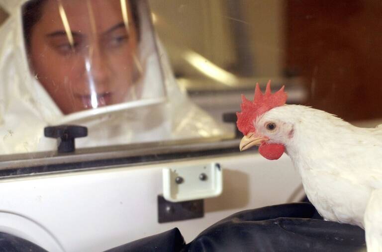 animales,ganadería,epidemia,agricultura,virus,Italia