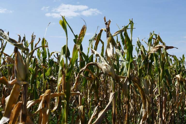 Brasil,agricultura,maíz,cereales,granos,alimentación