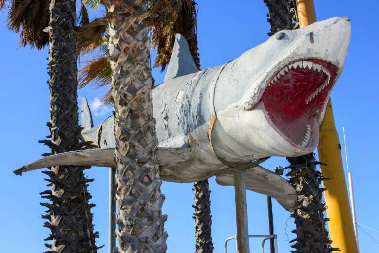 animales,cine,pesca,GB,tiburones