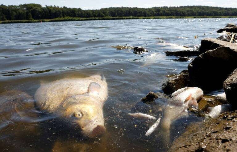 animales - medioambiente - química - ecosistema - contaminación - Alemania - Polonia