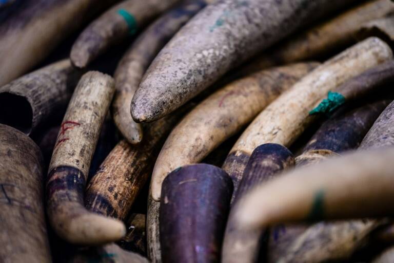 environnement - animaux - génétique - biologie