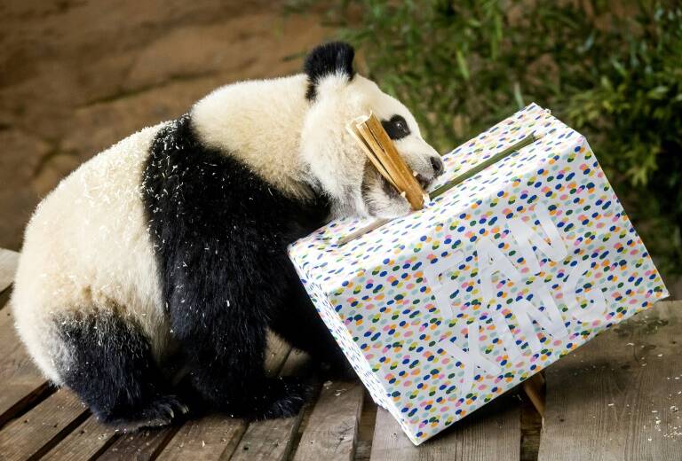 PaísesBajos,China,animales,zoo,insólito
