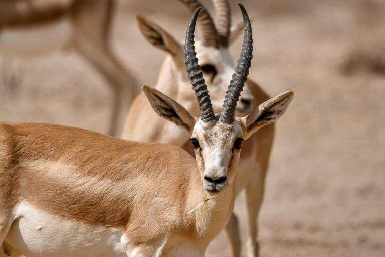 Irak - climat - environnement - animaux
