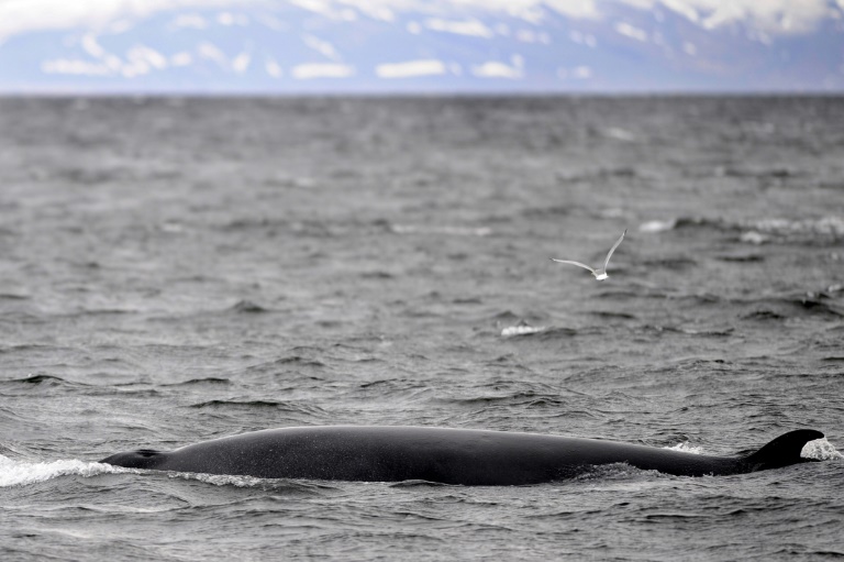 Islandia - animales - pesca - ecologa