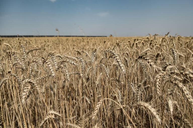 OCDE,pesca,FAO,hambruna,ayuda,agricultura,alimentación,salud