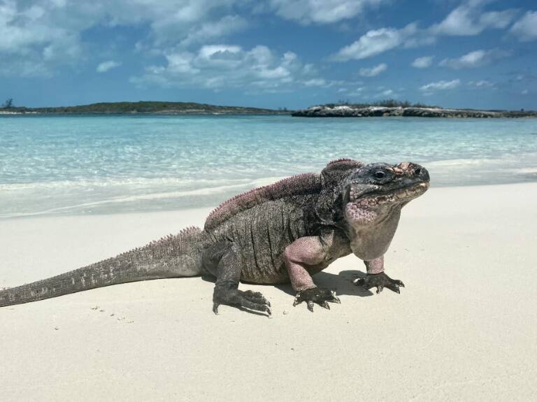 animales - medioambiente - Francia - turismo - preservación - salud
