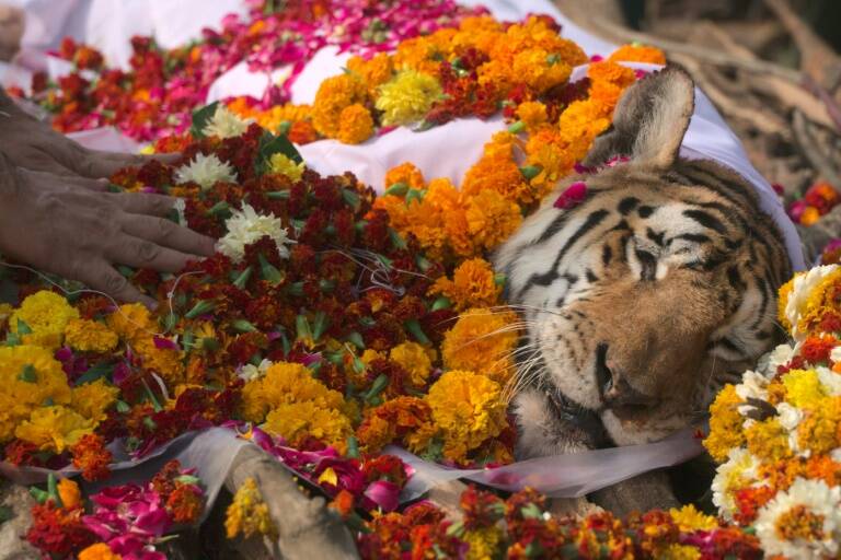 animales,medioambiente,India