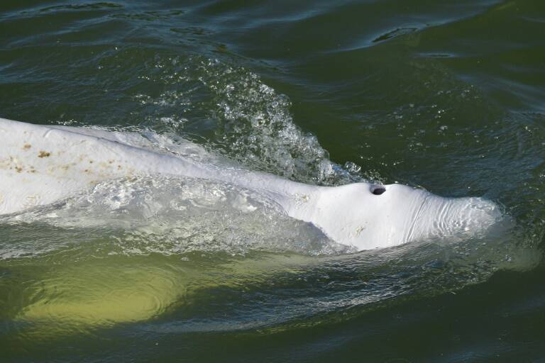 France - animal - beluga