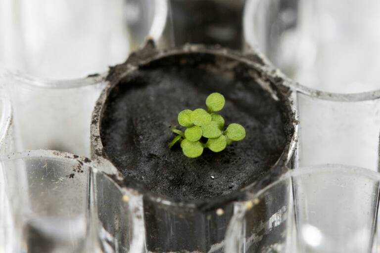 USA,espace,sciences,plantes