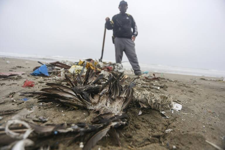 Perú - animales - medioambiente - contaminación - oceanografía - España - Italia