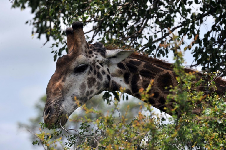 SAfrica - animal - giraffe - toddler