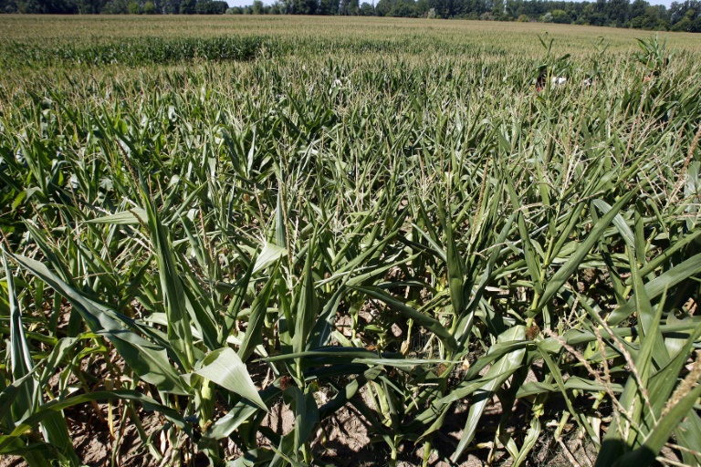 EEUU - clima - agronoma - qumica - cultivos - agricultura