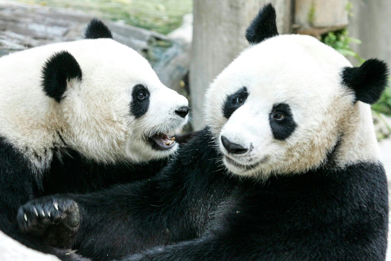 Tailandia - animales - ecologa - China - zoo