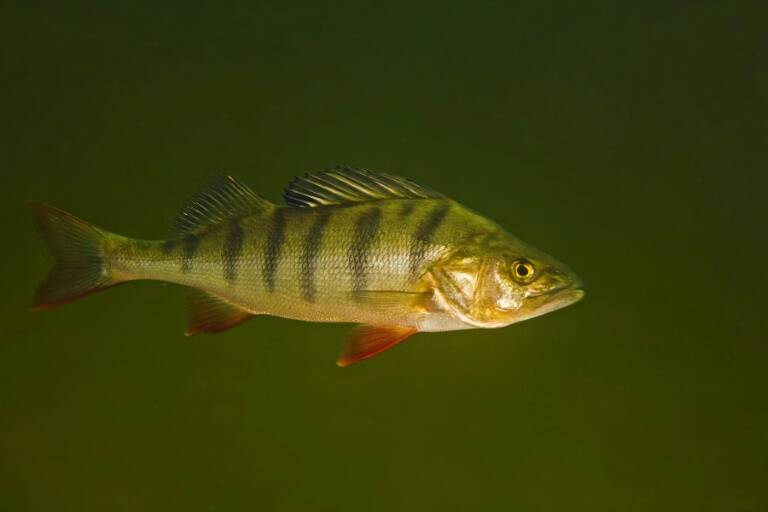 zoologie,lacs,environnement