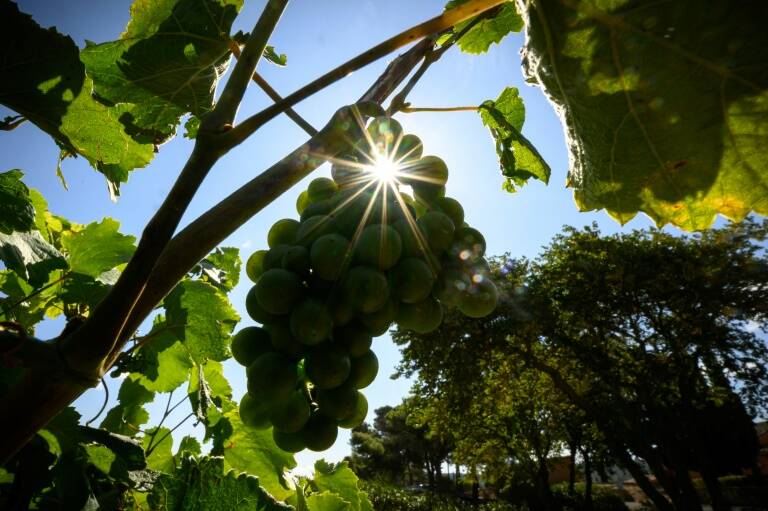 marketing - gastronomía - vinicultura - France - recherche - bebidas