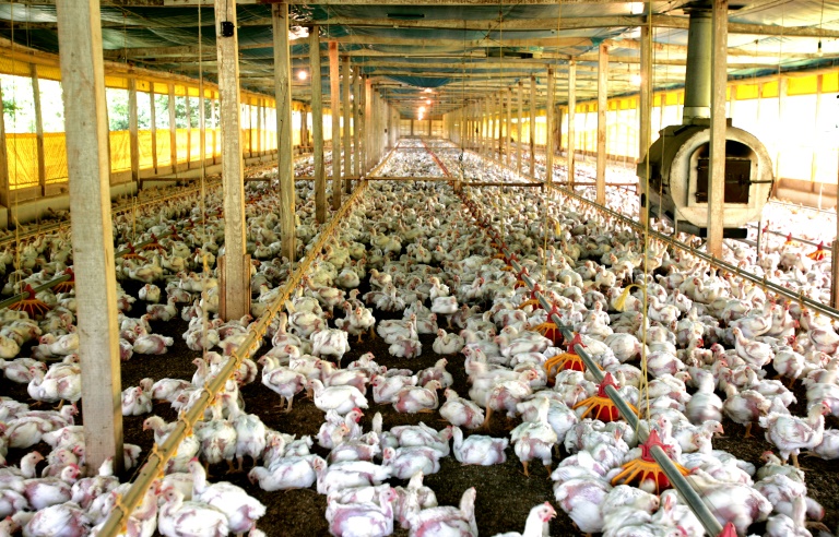 environment - Anthropocene - science - chickens