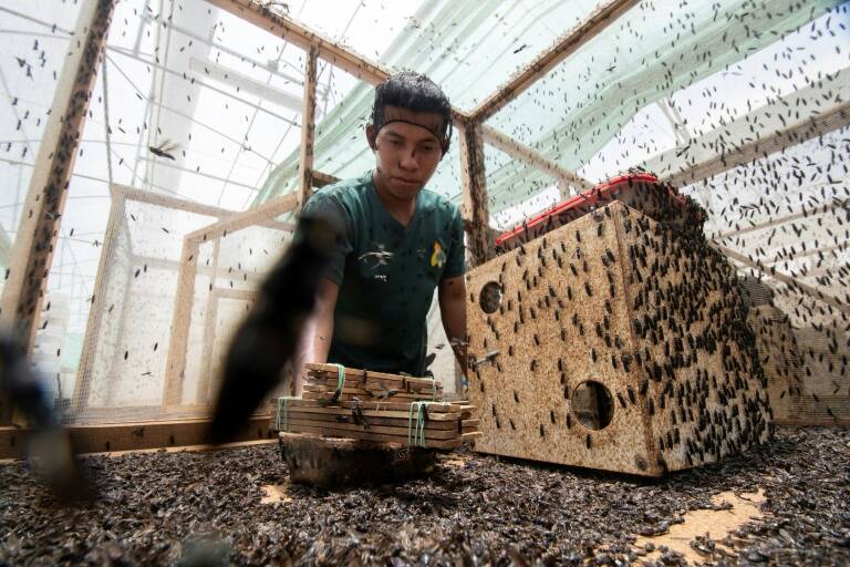 economía,animales,orgánico,alimentos,economía,animales,orgánico,alimentos,mosca,CostaRica,economía,animales,orgánico,alimentos,mosca,CostaRica