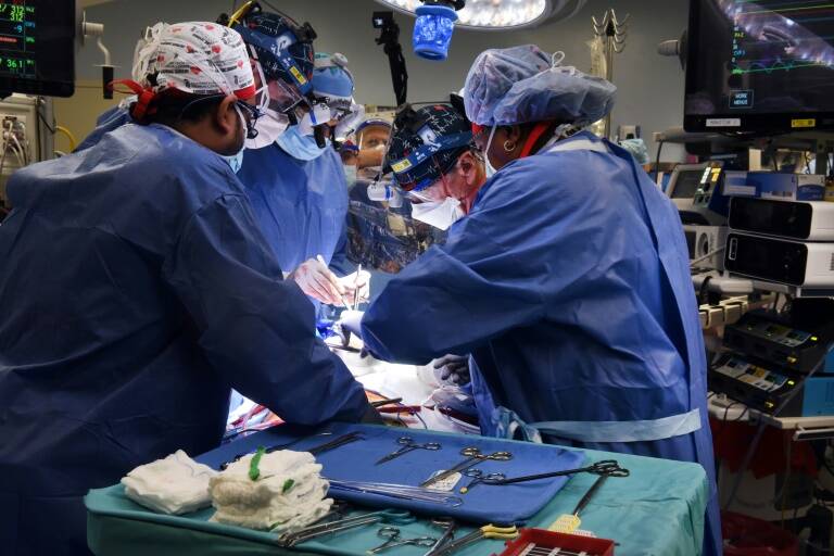 santé,transplant,génétique,animaux,porc,USA