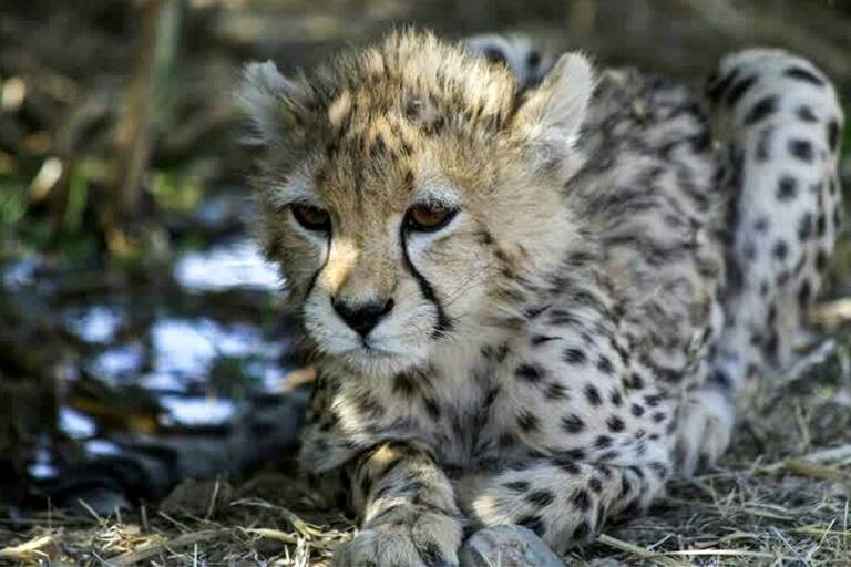 animales,medioambiente,Iran