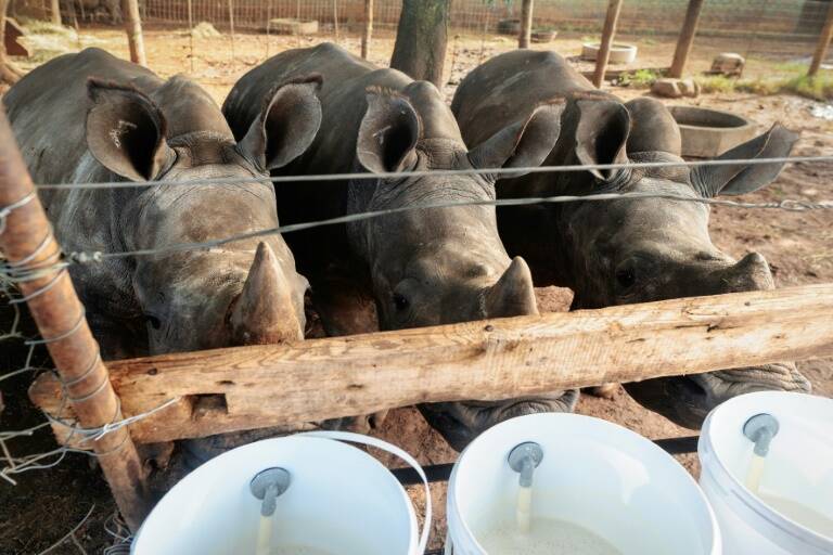 Sudáfrica,animales,medioambiente,remates
