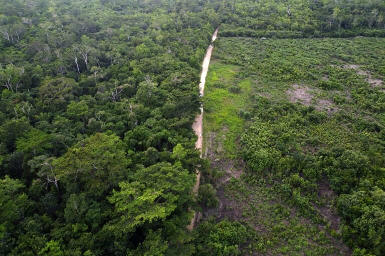 Guatemala,medioambiente,bosques,ganadería,naturaleza,deforestación,reforestación,ReservadelaBiosferaMaya