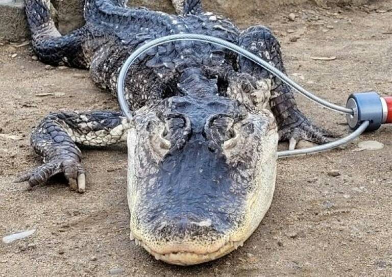 USA,animaux,insolite,climat